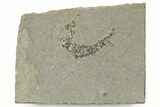 Devonian Acanthodian (Mesocanthus) Fossil - Scotland #231954-1